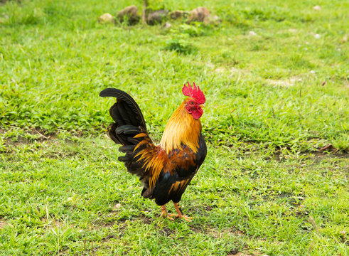 Rooster or cock on grass background