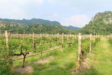 Fototapeta na wymiar Fresh grapes in the vineyard with nature