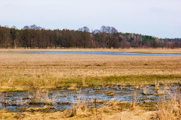 Water meadow after the descent of water. Last year's straw. Puddles and a lake with water. In the...