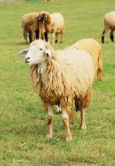Sheep in the farm with the nature