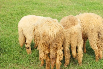 Sheep in the farm with the nature