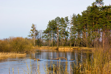 View of the spring river. On the banks grow tall pine trees and bushes. There is a tree in the water. A lot of sun and heat.