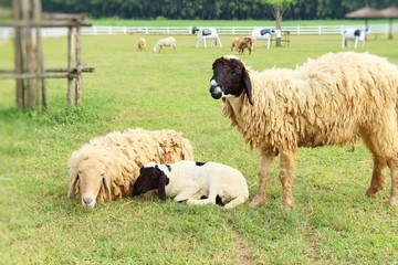 Obraz premium Sheep in the farm with the nature