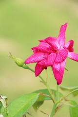 Beautiful roses is blooming in the garden
