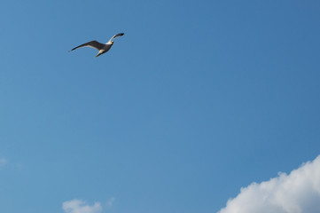 seagull in the sky