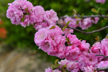 The cherry blossom in the park