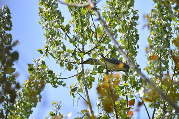 Grey herons nest tree