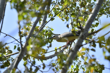Grey herons nest tree