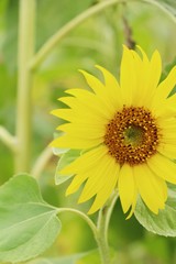 Sunflowers field at beautiful in the garden