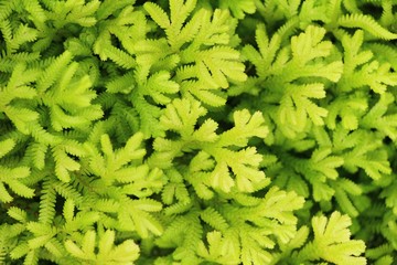 Green leaf in the garden with nature