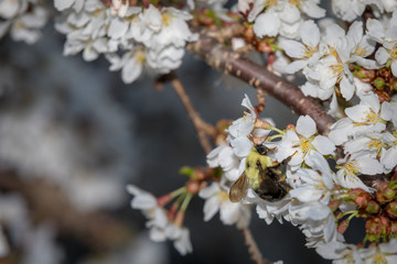 Bumblebee in Cherry Blossoms