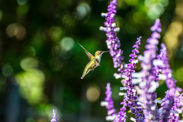Hummingbird and Flower 3
