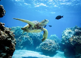 Zelfklevend Fotobehang Groene zeeschildpad © Drew