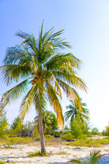 Obraz premium Palm trees on white sand beach.