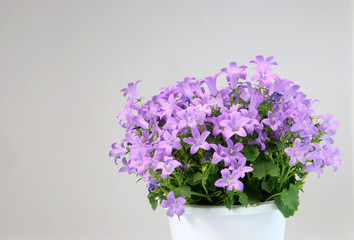 ベルフラワー　紫色の花　紫の草花