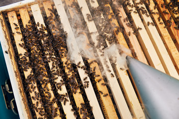 Close up of unrecognizable beekeeper smoking hive frame with bees while collecting honey in apiary, copy space