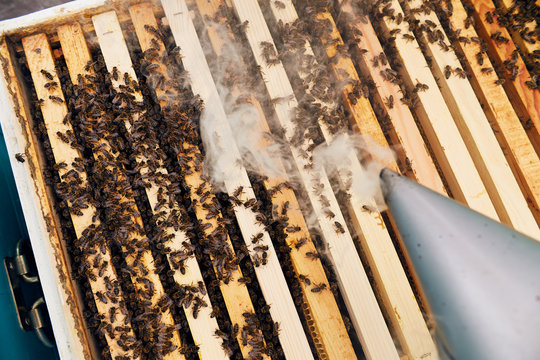 Close up of unrecognizable beekeeper smoking hive frame with bees while collecting honey in apiary, copy space