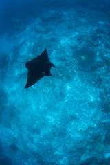 Black Manta Ray Swimming in Blue Water