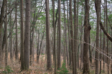 Fototapeta premium Tree trunks in the forest