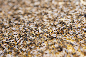 Close up background of honey bee swarm on honeycomb in hive nest, copy space