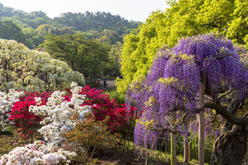 フラワーパークの藤棚