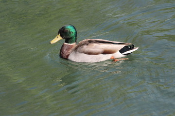 Mallard duck swimming in a pond