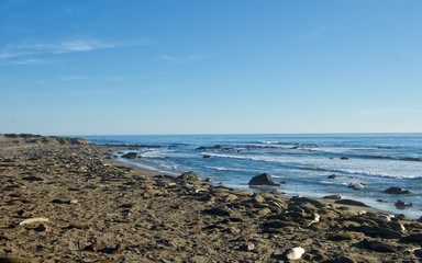 Sea Lions at Monterey Bay, California - USA	
