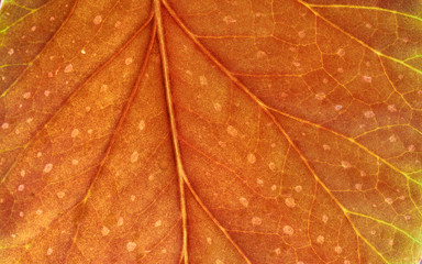 fragment leaf red