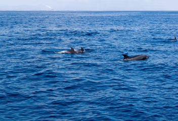 Naklejka premium Playful dolphins swimming in open ocean waters near Ventura coast, Southern California
