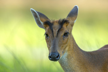 Closeup Barking deer on green grass (female)