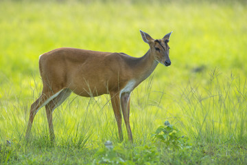 Closeup Barking deer on green grass (female)