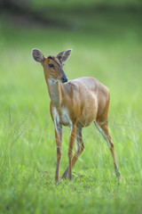 Closeup Barking deer on green grass (female)