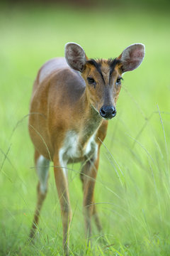 Closeup Barking deer on green grass (female)