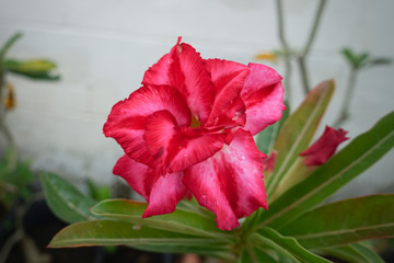 Desert rose flower (Other names are desert rose, Mock Azalea) in national garden (local name) Thailand