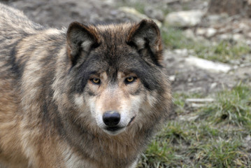 Naklejka na ściany i meble Wolf (Canis lupus), Tierportrait, captive, Deutschland, Europa