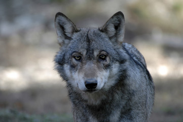 Naklejka na ściany i meble Wolf (Canis lupus), Tierportrait, captive, Deutschland, Europa