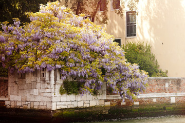 Wistaria in Venice