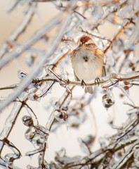 American Tree Sparrow Sitting on Ice Covered Tree Limb