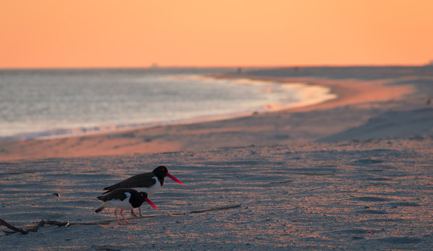 American Oystercatcher (Haematopus palliatus) couple forage on the beach at sunset in Cape May, NJ