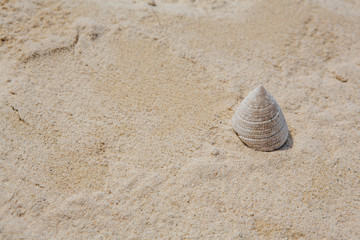 Cone shaped white sea shell on sand background