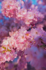 Cherry Blossom Detail