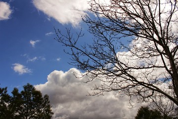 Leafy forest under blue sky