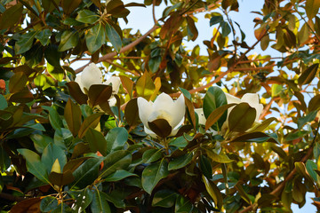 Flower of white magnolia, close up branch of magnolia.