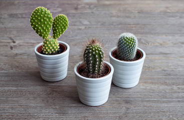 Close up view of isolated three small cactus plants with rustic wood background
