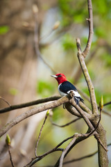 Red-headed Woodpecker, male
