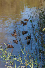 A group of ducks swimming