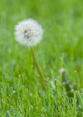 Dandelion