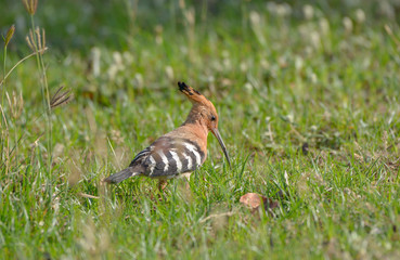 Common Hoopoe (Upupa epops) eating worm