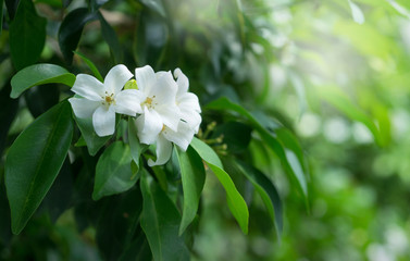 White flower, Orange Jessamine or China Box Tree, Andaman Satinwood on brunch with bokeh green background
