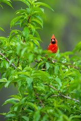 Northern Cardinal, male
